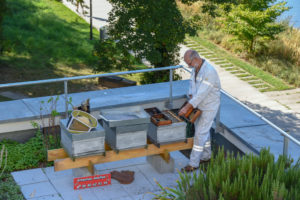 Depuis 2019, 3 ruches sont installées sur le toit-terrasse du siège d’Habitation moderne.