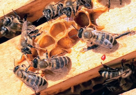 Essaims d'abeilles, que faire ? - Habitation Moderne