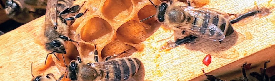 Essaims d'abeilles, que faire ?