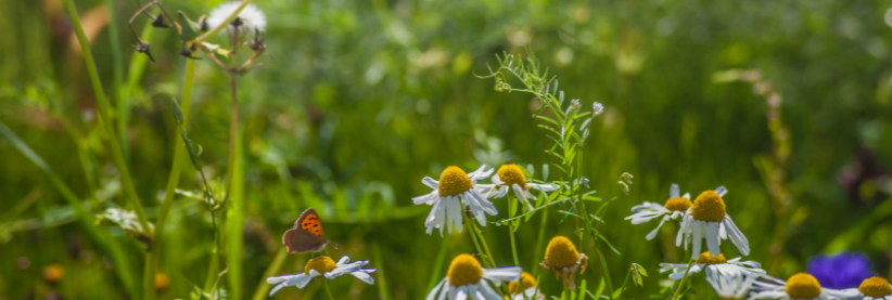 Ateliers biodiversité : découvrez ce qui se cache autour de vous